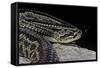 Crotalus Durissus Terrificus (Cascabel or South American Rattlesnake)-Paul Starosta-Framed Stretched Canvas