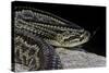 Crotalus Durissus Terrificus (Cascabel or South American Rattlesnake)-Paul Starosta-Stretched Canvas