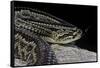 Crotalus Durissus Terrificus (Cascabel or South American Rattlesnake)-Paul Starosta-Framed Stretched Canvas