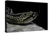 Crotalus Durissus Terrificus (Cascabel or South American Rattlesnake)-Paul Starosta-Stretched Canvas