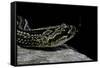 Crotalus Durissus Terrificus (Cascabel or South American Rattlesnake)-Paul Starosta-Framed Stretched Canvas