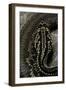 Crotalus Durissus Terrificus (Cascabel or South American Rattlesnake)-Paul Starosta-Framed Photographic Print