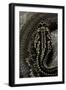 Crotalus Durissus Terrificus (Cascabel or South American Rattlesnake)-Paul Starosta-Framed Photographic Print