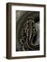 Crotalus Durissus Terrificus (Cascabel or South American Rattlesnake)-Paul Starosta-Framed Photographic Print