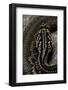 Crotalus Durissus Terrificus (Cascabel or South American Rattlesnake)-Paul Starosta-Framed Photographic Print