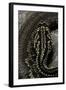 Crotalus Durissus Terrificus (Cascabel or South American Rattlesnake)-Paul Starosta-Framed Photographic Print