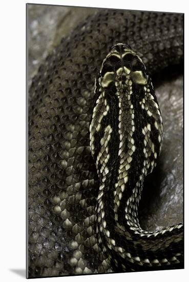 Crotalus Durissus Terrificus (Cascabel or South American Rattlesnake)-Paul Starosta-Mounted Photographic Print