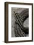 Crotalus Durissus Terrificus (Cascabel or South American Rattlesnake)-Paul Starosta-Framed Photographic Print