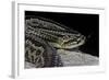 Crotalus Durissus Terrificus (Cascabel or South American Rattlesnake)-Paul Starosta-Framed Photographic Print