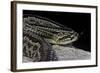 Crotalus Durissus Terrificus (Cascabel or South American Rattlesnake)-Paul Starosta-Framed Photographic Print