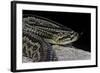 Crotalus Durissus Terrificus (Cascabel or South American Rattlesnake)-Paul Starosta-Framed Photographic Print