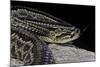 Crotalus Durissus Terrificus (Cascabel or South American Rattlesnake)-Paul Starosta-Mounted Photographic Print