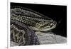 Crotalus Durissus Terrificus (Cascabel or South American Rattlesnake)-Paul Starosta-Framed Photographic Print