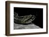 Crotalus Durissus Terrificus (Cascabel or South American Rattlesnake)-Paul Starosta-Framed Photographic Print