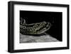 Crotalus Durissus Terrificus (Cascabel or South American Rattlesnake)-Paul Starosta-Framed Photographic Print