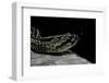 Crotalus Durissus Terrificus (Cascabel or South American Rattlesnake)-Paul Starosta-Framed Photographic Print