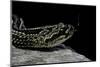 Crotalus Durissus Terrificus (Cascabel or South American Rattlesnake)-Paul Starosta-Mounted Photographic Print