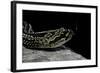 Crotalus Durissus Terrificus (Cascabel or South American Rattlesnake)-Paul Starosta-Framed Photographic Print