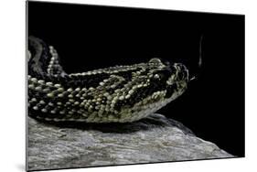 Crotalus Durissus Terrificus (Cascabel or South American Rattlesnake)-Paul Starosta-Mounted Photographic Print
