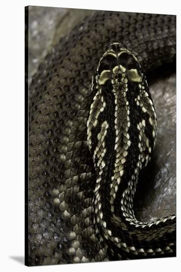 Crotalus Durissus Terrificus (Cascabel or South American Rattlesnake)-Paul Starosta-Stretched Canvas