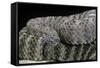 Crotalus Tigris (Tiger Rattlesnake)-Paul Starosta-Framed Stretched Canvas