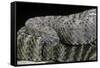 Crotalus Tigris (Tiger Rattlesnake)-Paul Starosta-Framed Stretched Canvas