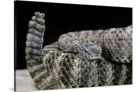 Crotalus Tigris (Tiger Rattlesnake)-Paul Starosta-Stretched Canvas