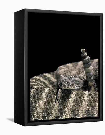 Crotalus Tigris (Tiger Rattlesnake)-Paul Starosta-Framed Stretched Canvas