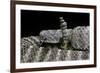 Crotalus Tigris (Tiger Rattlesnake)-Paul Starosta-Framed Photographic Print