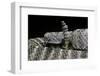 Crotalus Tigris (Tiger Rattlesnake)-Paul Starosta-Framed Photographic Print