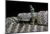 Crotalus Tigris (Tiger Rattlesnake)-Paul Starosta-Mounted Photographic Print