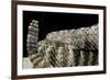 Crotalus Tigris (Tiger Rattlesnake)-Paul Starosta-Framed Photographic Print