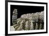 Crotalus Tigris (Tiger Rattlesnake)-Paul Starosta-Framed Photographic Print