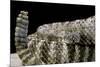 Crotalus Tigris (Tiger Rattlesnake)-Paul Starosta-Mounted Photographic Print