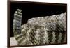 Crotalus Tigris (Tiger Rattlesnake)-Paul Starosta-Framed Photographic Print