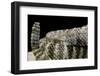 Crotalus Tigris (Tiger Rattlesnake)-Paul Starosta-Framed Photographic Print