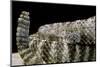Crotalus Tigris (Tiger Rattlesnake)-Paul Starosta-Mounted Photographic Print