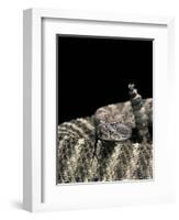 Crotalus Tigris (Tiger Rattlesnake)-Paul Starosta-Framed Photographic Print