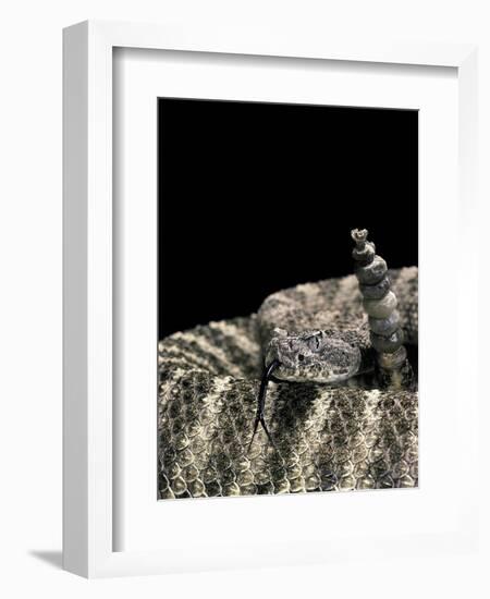 Crotalus Tigris (Tiger Rattlesnake)-Paul Starosta-Framed Photographic Print