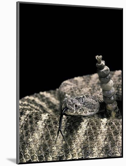 Crotalus Tigris (Tiger Rattlesnake)-Paul Starosta-Mounted Photographic Print