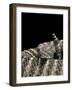 Crotalus Tigris (Tiger Rattlesnake)-Paul Starosta-Framed Photographic Print