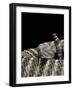 Crotalus Tigris (Tiger Rattlesnake)-Paul Starosta-Framed Photographic Print