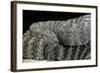Crotalus Tigris (Tiger Rattlesnake)-Paul Starosta-Framed Photographic Print