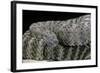 Crotalus Tigris (Tiger Rattlesnake)-Paul Starosta-Framed Photographic Print