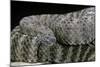 Crotalus Tigris (Tiger Rattlesnake)-Paul Starosta-Mounted Photographic Print