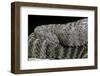 Crotalus Tigris (Tiger Rattlesnake)-Paul Starosta-Framed Photographic Print