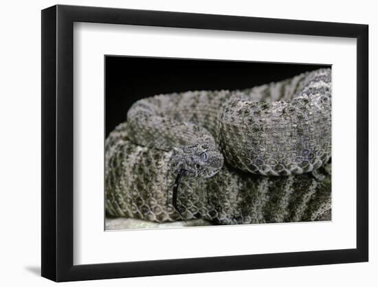 Crotalus Tigris (Tiger Rattlesnake)-Paul Starosta-Framed Photographic Print