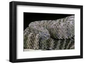 Crotalus Tigris (Tiger Rattlesnake)-Paul Starosta-Framed Photographic Print