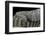 Crotalus Tigris (Tiger Rattlesnake)-Paul Starosta-Framed Photographic Print