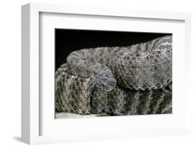 Crotalus Tigris (Tiger Rattlesnake)-Paul Starosta-Framed Photographic Print